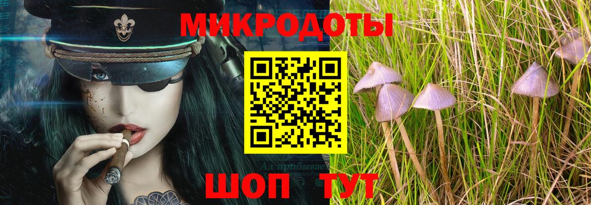 Галлюциногенные грибы Psilocybe Гудермес